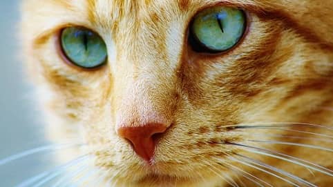 فورک مجدد بیت کوین کش؛ فورک جدید بیت کوین کت (Bitcoin Cat) معرفی شد